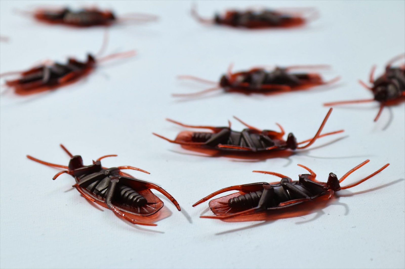Mehrere braun-rote Plastikkakerlaken auf einer weißen Fläche angeordnet