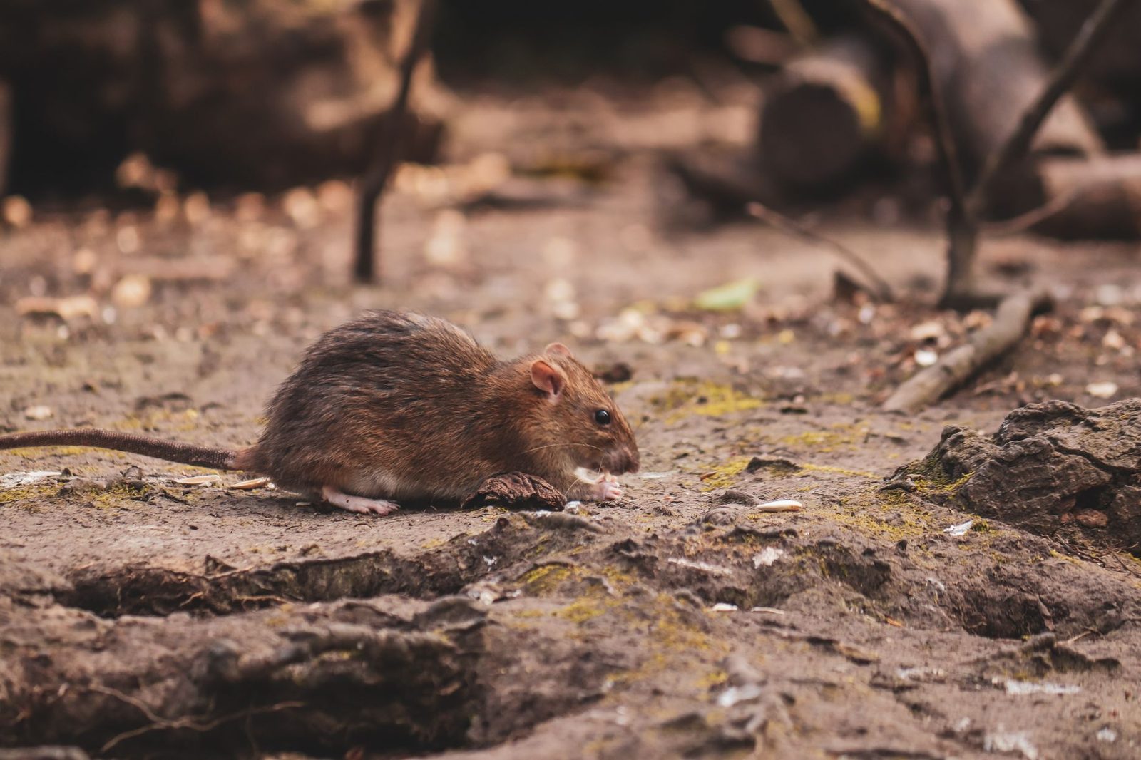 Bruine rat met donkere vacht die voedsel zoekt op een modderige bodem bezaaid met afval en takken