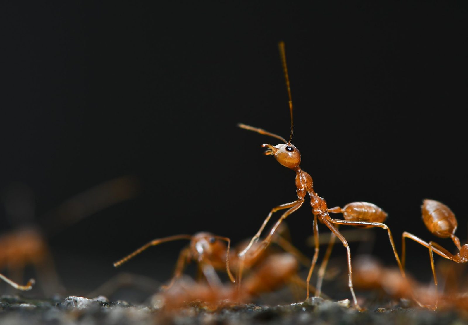 Gros plan de fourmis rousses sur le sol, l'une dressée antennes levées, sur fond noir