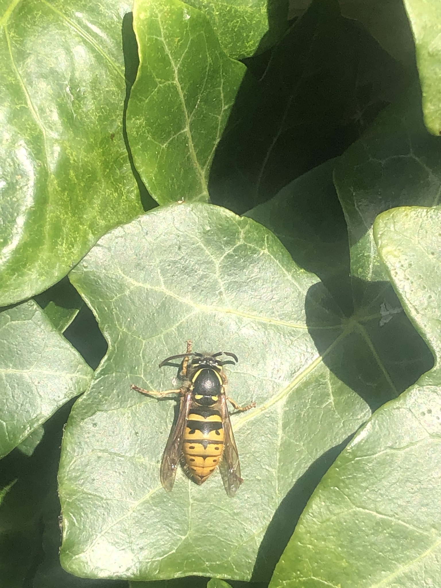 Vespa comum Vespula vulgaris a libar uma flor branca, vista lateral