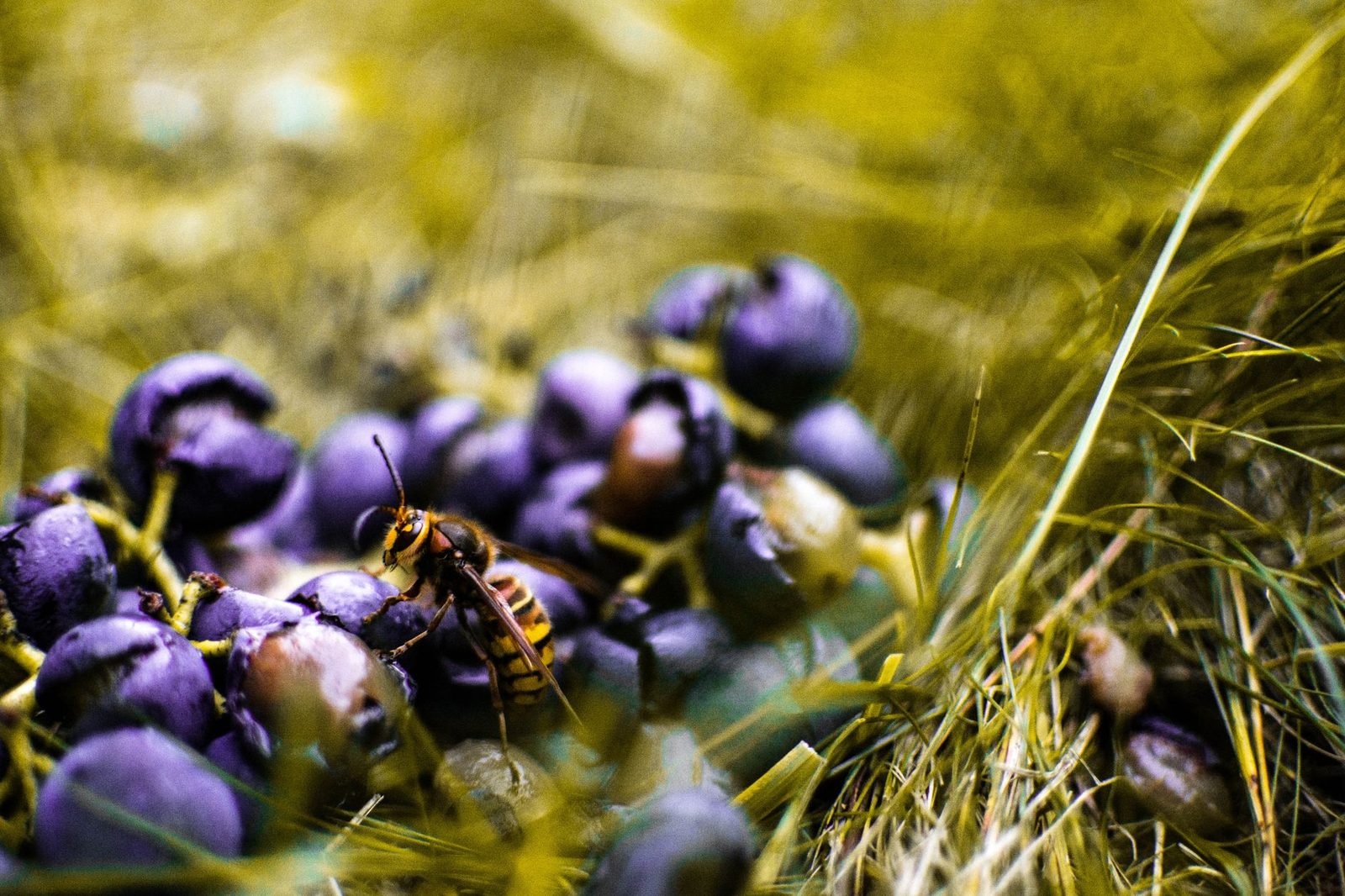 Vespa a strisce gialle e nere posata su bacche viola mature nell'erba secca