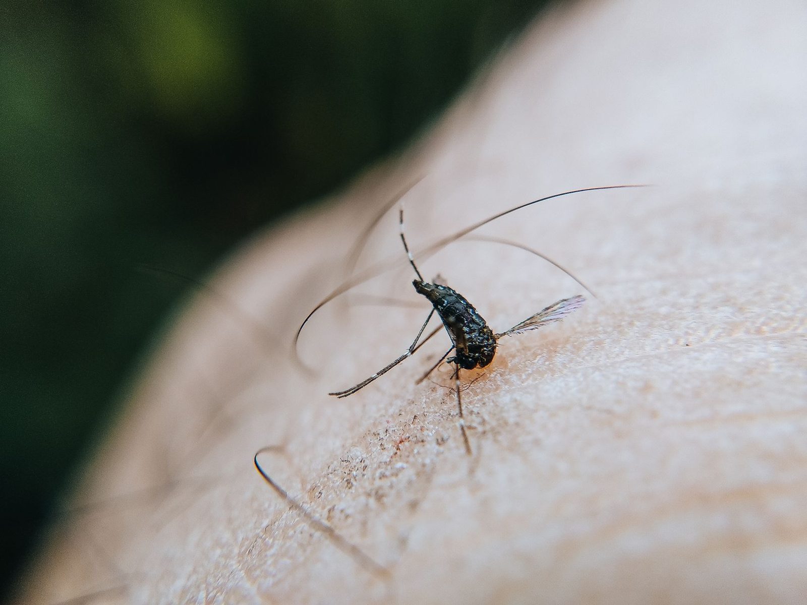Primo piano di una zanzara posata sulla pelle di un braccio, con sfondo di vegetazione sfocata