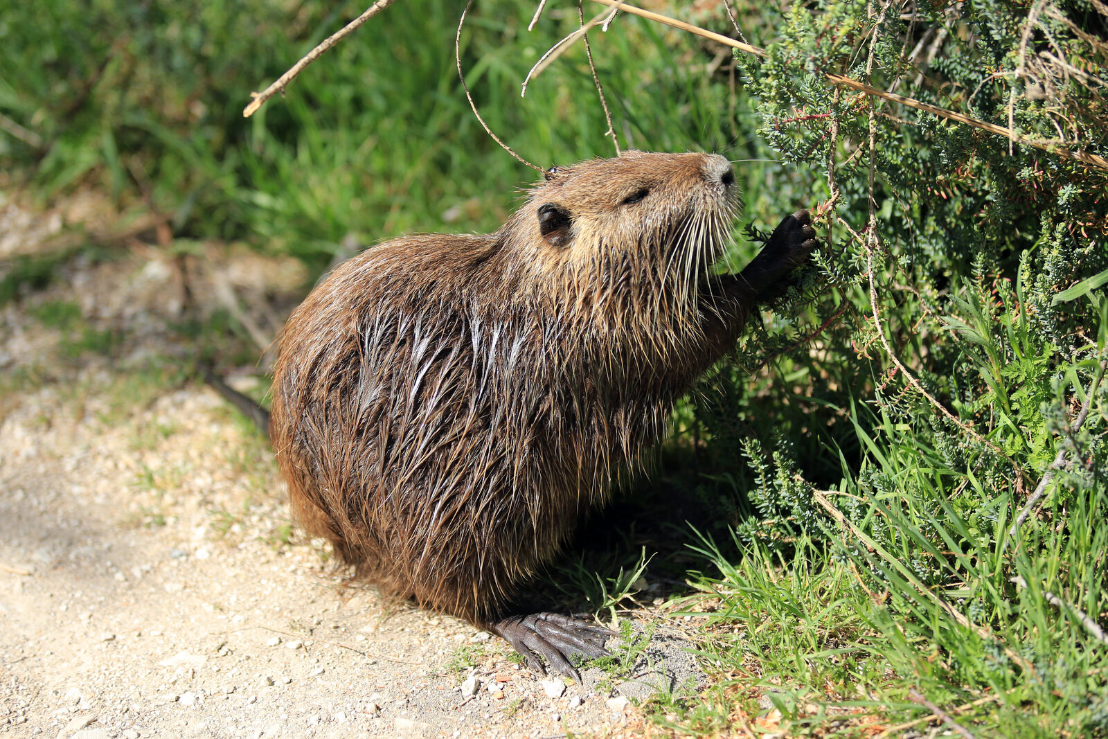 Coypu feeding on aquatic plants at the water's edge