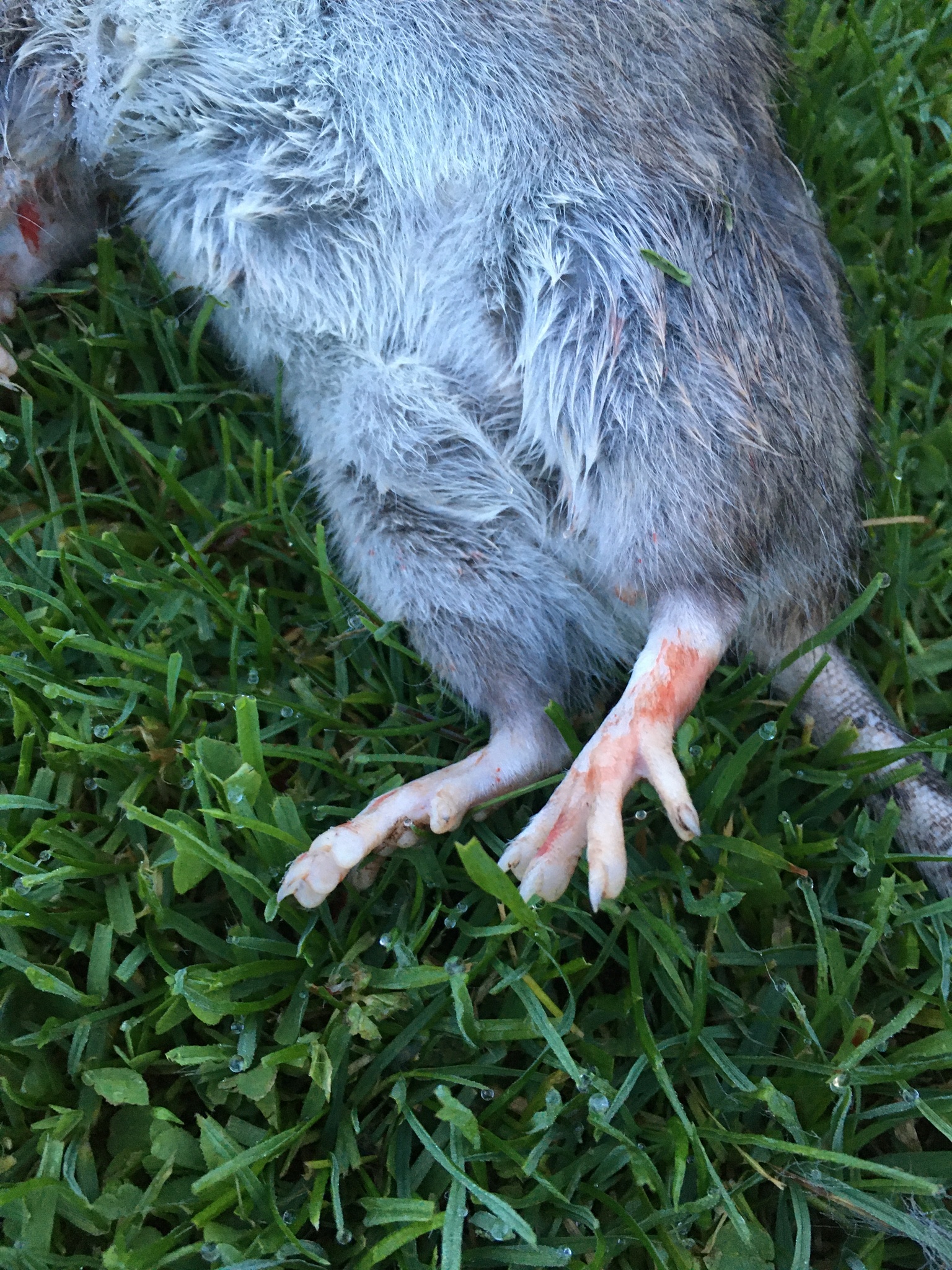 Rat surpris dans un local technique à la recherche de nourriture
