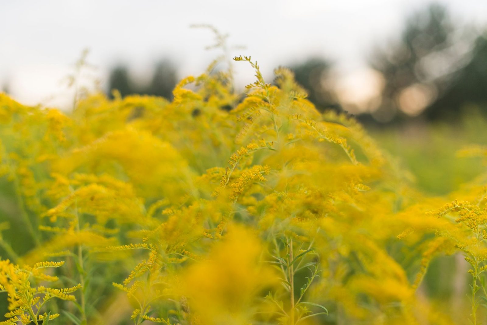 Maciço de vara-de-ouro com flores amarelas em terreno baldio, planta invasora, árvores desfocadas ao fundo