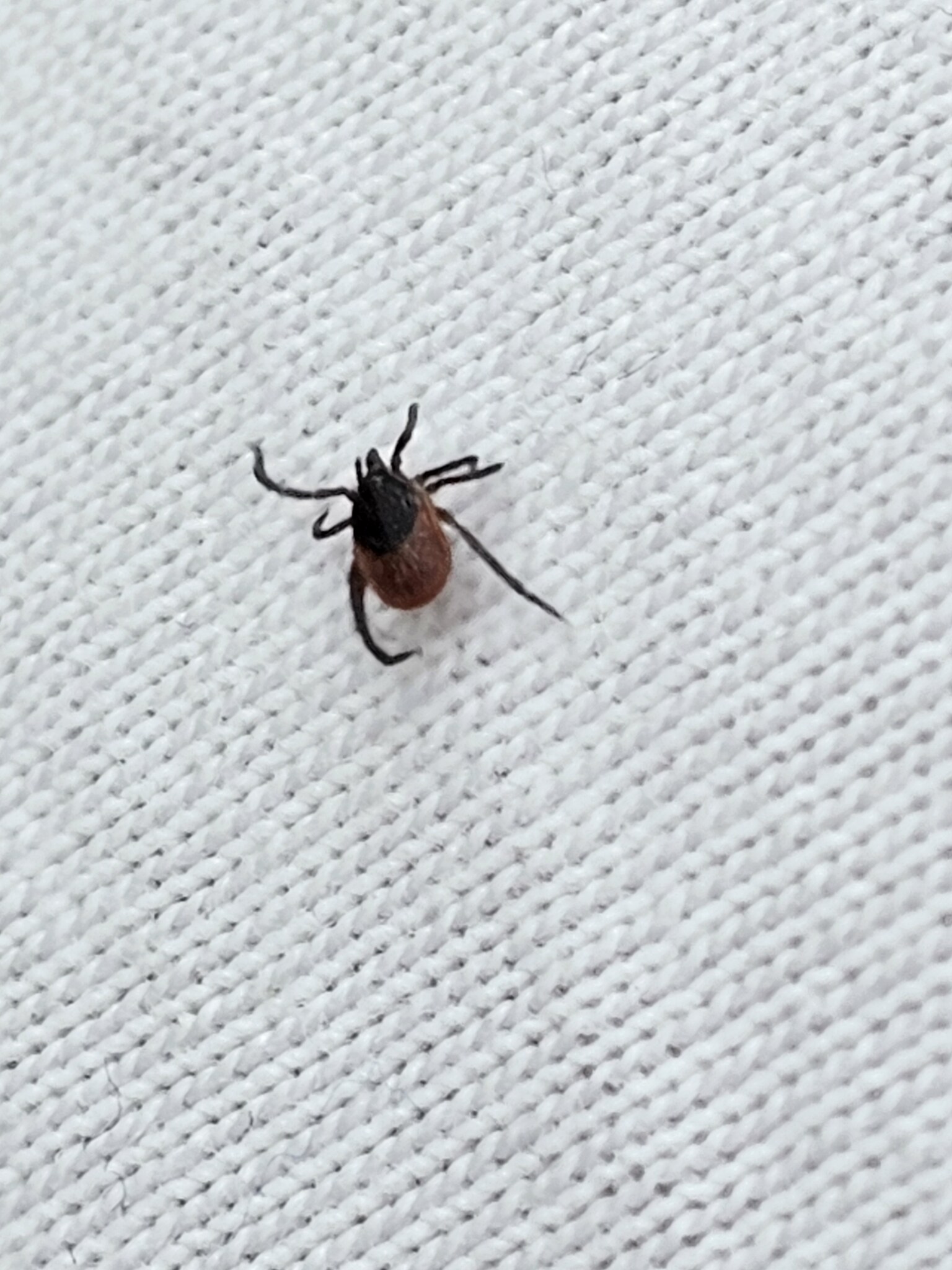 Tique Ixodes ricinus de profil, rostre enfoncé dans la peau, corps gonflé par le repas de sang